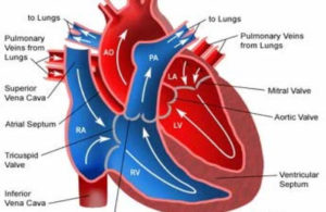 holter 24-48 ore via cassia la storta